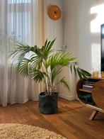 Palm kamerplant, Huis en Inrichting, Kamerplanten, Ophalen, 100 tot 150 cm, Palm, Halfschaduw