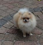 Pomeranian pomeriaan, Dieren en Toebehoren, Honden | Poolhonden, Keeshonden en Oertypen, 1 tot 2 jaar, Teef, Eén hond, Nederland