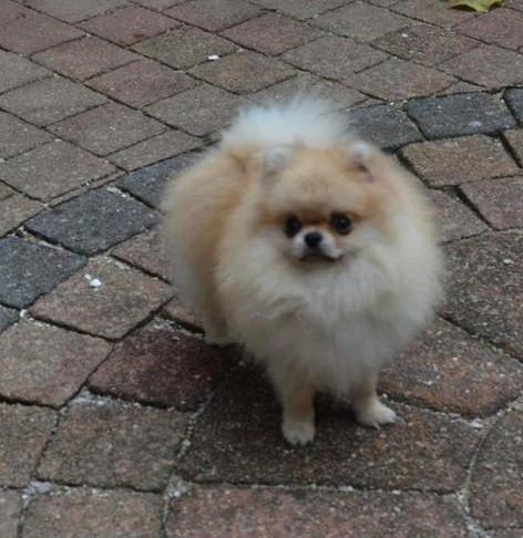 Pomeranian pomeriaan, Dieren en Toebehoren, Honden | Poolhonden, Keeshonden en Oertypen, Teef, Keeshond, Particulier, Eén hond