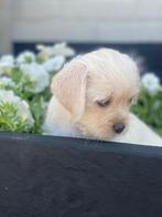 Laatste ruw harige jackrussel pup, Rabiës (hondsdolheid), Jack Russell Terriër, 8 tot 15 weken, Teef