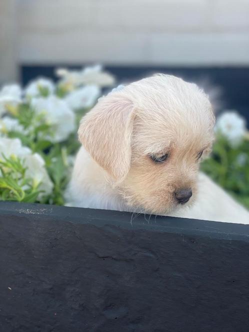 Laatste ruw harige jackrussel pup, Dieren en Toebehoren, Honden | Jack Russells en Terriërs, Teef, Jack Russell Terriër, Particulier