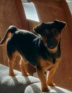 Ervaren dekreu Jack Russel Puk, Dieren en Toebehoren, Rabiës (hondsdolheid), Reu, Eén hond, 3 tot 5 jaar