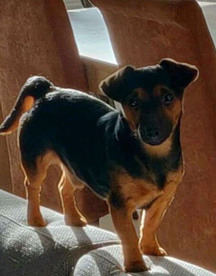 Ervaren dekreu Jack Russel Puk, Dieren en Toebehoren, Honden | Dekreuen, Reu, Fokker | Hobbymatig, Eén hond, Nederland, 3 tot 5 jaar