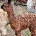 Alpaca dekhengst SURI 3 jaar oud Volledig stamboek, Dieren en Toebehoren, Overige Dieren, Mei, Mannelijk