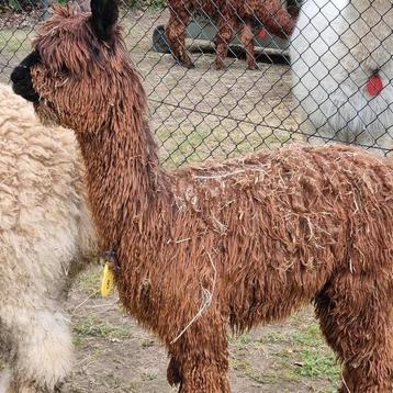 Alpaca dekhengst SURI 3 jaar oud Volledig stamboek beschikbaar voor biedingen