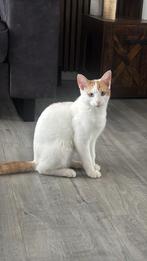 Kitten kater, Dieren en Toebehoren, Kater, Gechipt