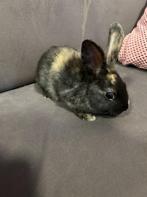 3 baby konijntjes te koop, Dieren en Toebehoren, Konijnen, Meerdere dieren, Middelgroot, 0 tot 2 jaar