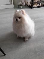 De zachtste en liefste pomeriaan reu van 3 jaar, Dieren en Toebehoren, Keeshond, Reu, Eén hond, 3 tot 5 jaar