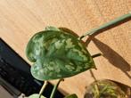 Scindapsus pictus stekken, allemaal voor 2,50, Ophalen of Verzenden, Overige soorten, Minder dan 100 cm