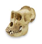 Schedel gorilla replica PREPARATENSHOP, Ophalen of Verzenden, Gebruikt, Wild dier, Schedel