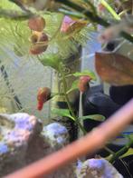 Posthoornslakken gratis, Dieren en Toebehoren, Vissen | Aquaria en Toebehoren, Ophalen