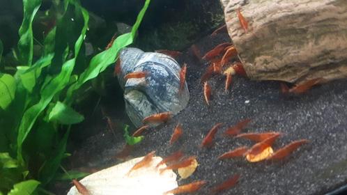 Rode garnalen, Dieren en Toebehoren, Vissen | Aquariumvissen, Kreeft, Krab of Garnaal