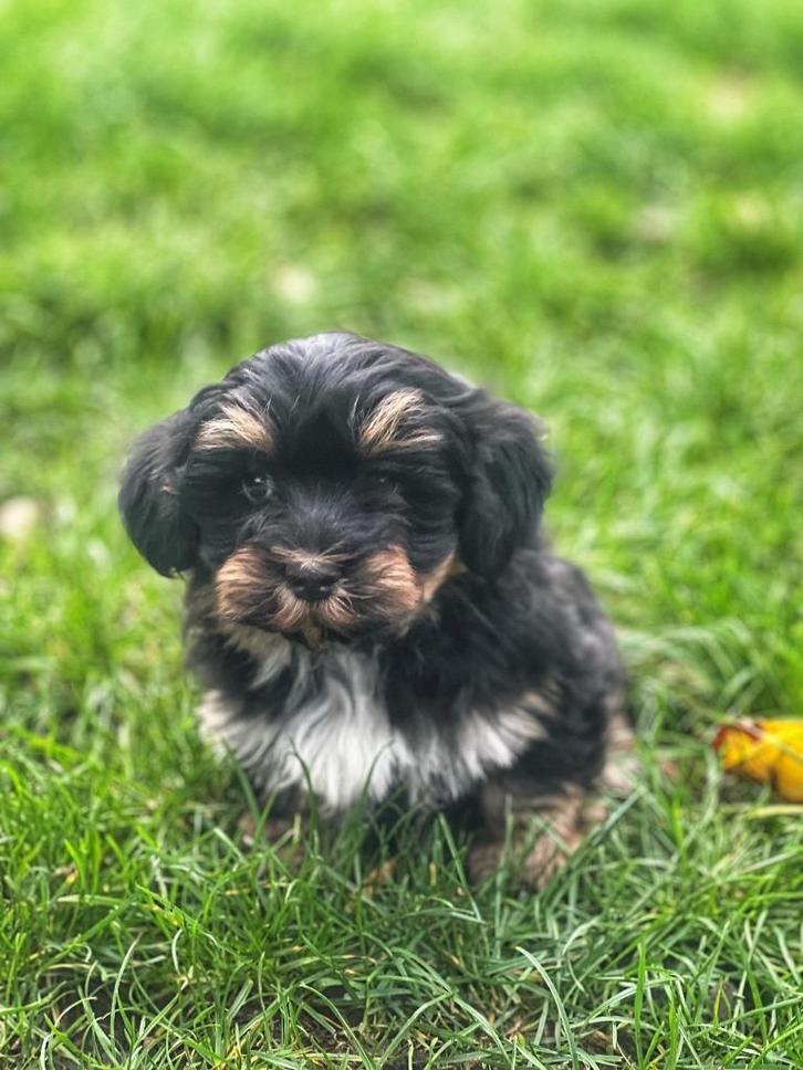 Havanezer pupjes te koop, Dieren en Toebehoren, Honden | Chihuahua's en Gezelschapshonden, Meerdere dieren, Overige rassen, Fokker | Professioneel