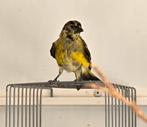Zwartkopsijs man 2025, Mannelijk, Tropenvogel
