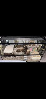 Hamstercamping incl hamster, Dieren en Toebehoren, Oktober, Mannelijk, Hamster