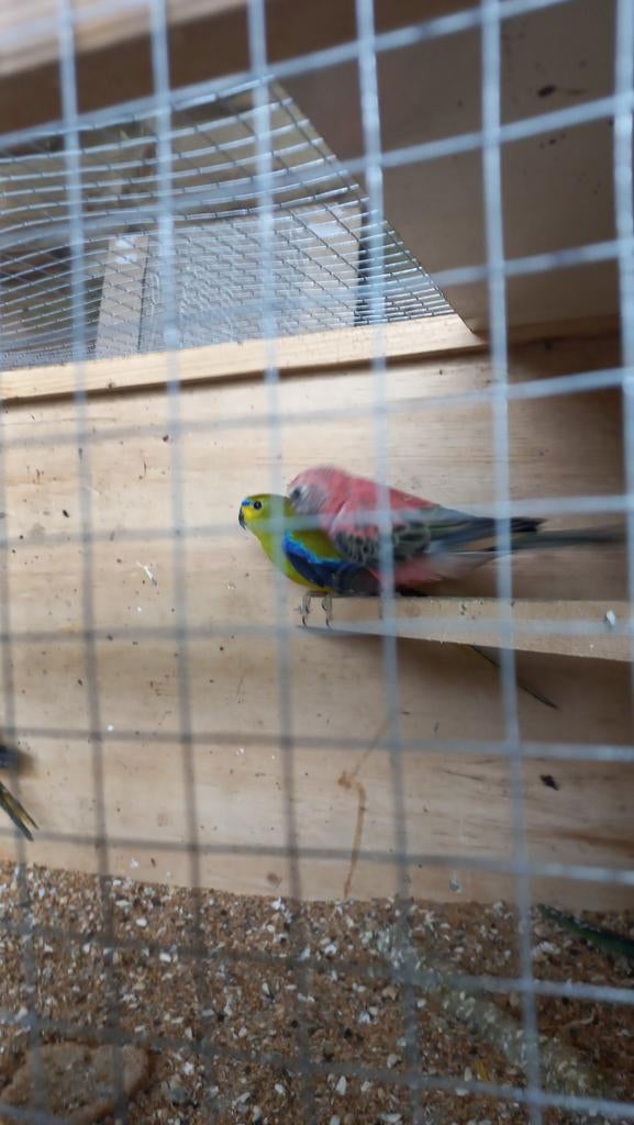 Parkieten, bourk, Splendid, Turkquoisine, Elegant, Dieren en Toebehoren, Meerdere dieren, Parkiet