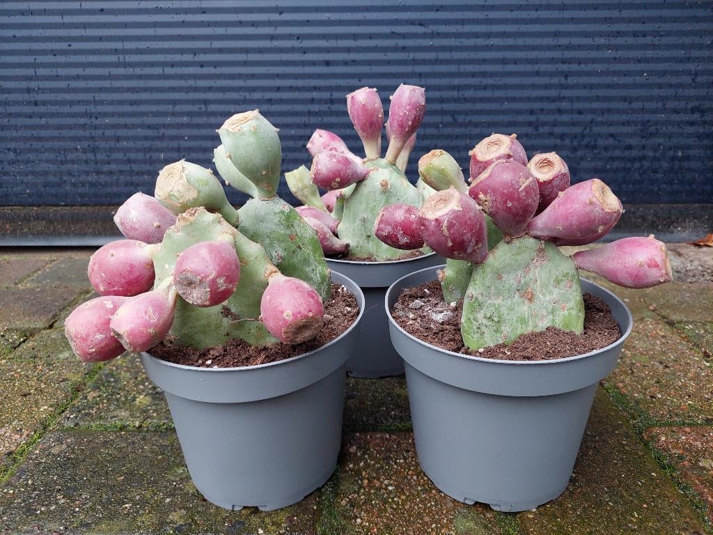 Opuntia Humifusa - Winterharde (Schijf)cactus H: 20 - 23 cm., Volle zon, Vaste plant, Zomer, Ophalen