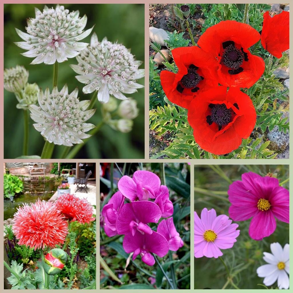 Biologische bloemzaden, Ophalen of Verzenden, Volle zon