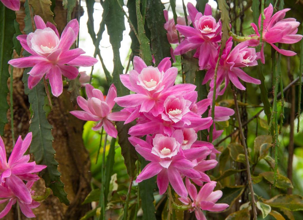 cactus - Epiphyllum DEUTSCHE KAISERIN, Verzenden, Cactus, Volle zon, Minder dan 100 cm