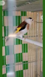 te koop koppel major putter, Meerdere dieren, Wildzangvogel