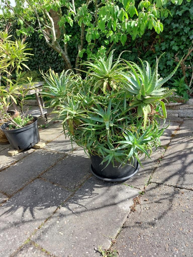 Aloe arborecens of kandelaberaloe, Ophalen, Overige soorten, Volle zon