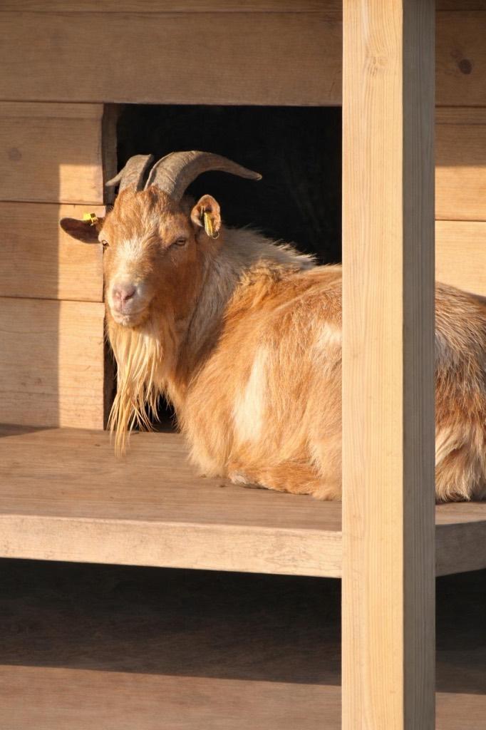Geiten, Dieren en Toebehoren, Schapen, Geiten en Varkens, Geit, Mannelijk, 0 tot 2 jaar