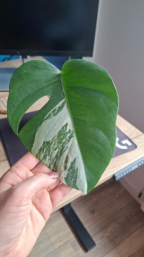 Monstera Variegata - stek 5, Huis en Inrichting, Kamerplanten, Ophalen, Overige soorten, Halfschaduw, Minder dan 100 cm