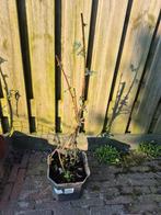 Japanse wijnbes, Ophalen, Overige soorten, Minder dan 100 cm