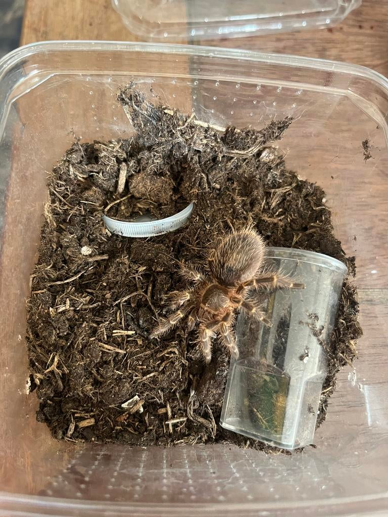 Goudknie vogelspin, Dieren en Toebehoren, Spin of Schorpioen