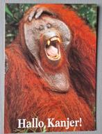 Nationale Postcode loterij Oran Oetan Boomerang, Verzamelen, Verzenden, 1980 tot heden, Ongelopen, Overige thema's