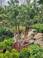 Pinus Sylvestris Watereri Meerstammige - 40 jaar oud, Ophalen, Overige soorten, Volle zon