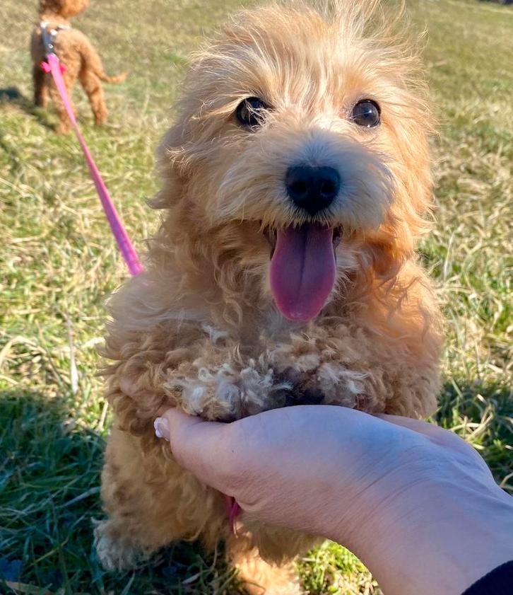 Maltipoo f1b puppy te koop, Dieren en Toebehoren, Honden | Niet-rashonden, Klein, Reu, Particulier, Eén hond, Buitenland, 15 weken tot 1 jaar