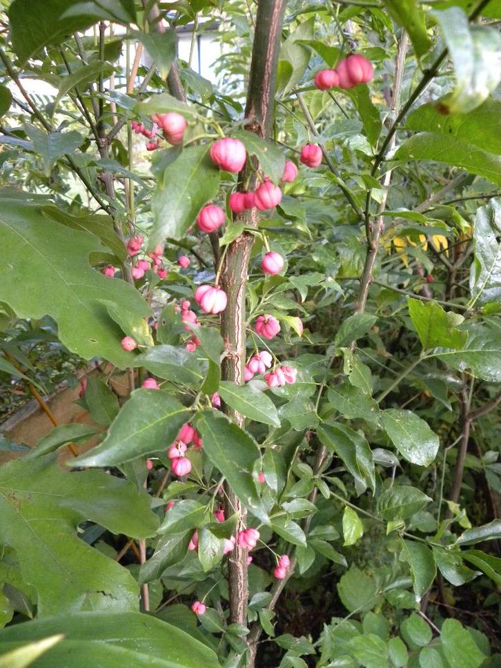 3 Grote Kardinaalsmutsen., Tuin en Terras, Planten | Fruitbomen, Overige soorten, 100 tot 250 cm, Halfschaduw, Lente, Ophalen