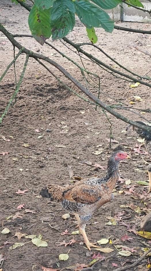 Shamo's, Dieren en Toebehoren, Pluimvee, Meerdere dieren, Kip