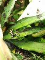 Ranitomeya fantastico cainarachi, Dieren en Toebehoren, Reptielen en Amfibieën, Amfibie, 0 tot 2 jaar