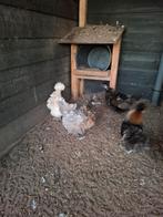 Padua krul hennen, Meerdere dieren, Kip