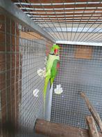 Vogelsoort: Grote alexanderparkiet mannelijk, Dieren en Toebehoren, Mannelijk, Parkiet
