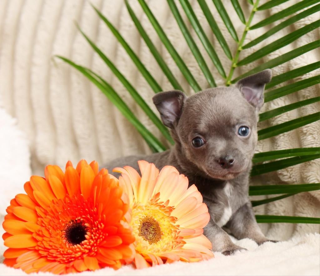 🩵 Lief chihuahua pup puppy mag nestje verlaten 🩵, Dieren en Toebehoren, Honden | Chihuahua's en Gezelschapshonden, Reu, 8 tot 15 weken