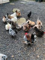 Serama broedeieren met kans op zijde en krul, Dieren en Toebehoren, Pluimvee, Meerdere dieren, Kip