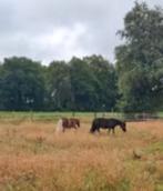 Lieve betrouwbare verzorger gezocht voor lieve pony's., Dieren en Toebehoren, Paarden en Pony's | Overige Paardenspullen, Ophalen of Verzenden