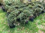 Taxus struiken, ongeveer 50cm hoog (ex kuip dus boven de gro, Ophalen, Taxus, Struik, Minder dan 100 cm