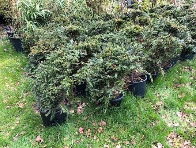 Taxus struiken, ongeveer 50cm hoog (ex kuip dus boven de gro, Tuin en Terras, Planten | Struiken en Hagen, Struik, Taxus, Minder dan 100 cm