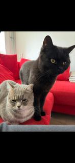 2 Poezen Britse Korthaar, Dieren en Toebehoren, Katten en Kittens | Raskatten | Korthaar, Meerdere dieren, Ontwormd, 3 tot 5 jaar