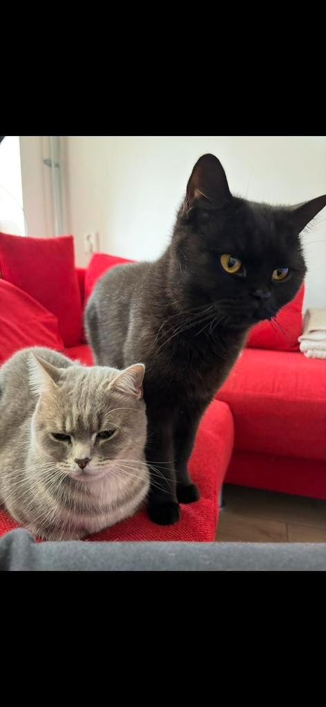 2 Poezen Britse Korthaar, Dieren en Toebehoren, Katten en Kittens | Raskatten | Korthaar, Meerdere dieren, 3 tot 5 jaar, Ontwormd
