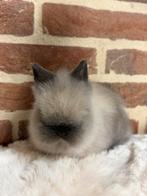 Gecastreerde Teddy dweg ram -> 12 weken oud, Dieren en Toebehoren, Konijnen, Mannelijk, Dwerg, 0 tot 2 jaar