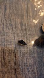 Baby slakken te koop aangeboden (Maleisische Torenslak), Slak of Weekdier