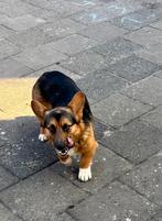 Mooie Welsh Corgi Cardigan reutje, Parvo, Reu, 1 tot 2 jaar, Eén hond