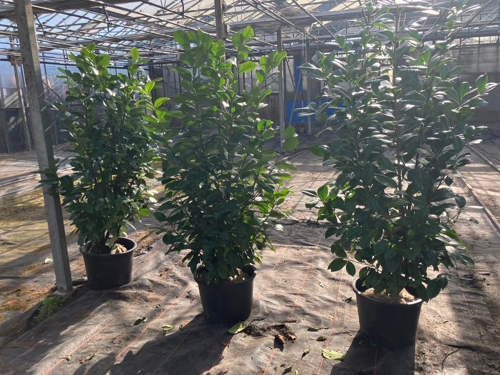 grote haagplanten , laurier , prunus rotundifolia., Tuin en Terras, Planten | Struiken en Hagen, Ophalen of Verzenden, Laurier
