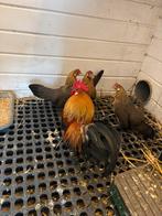 Hollandse Krielen te koop, Meerdere dieren, Kip