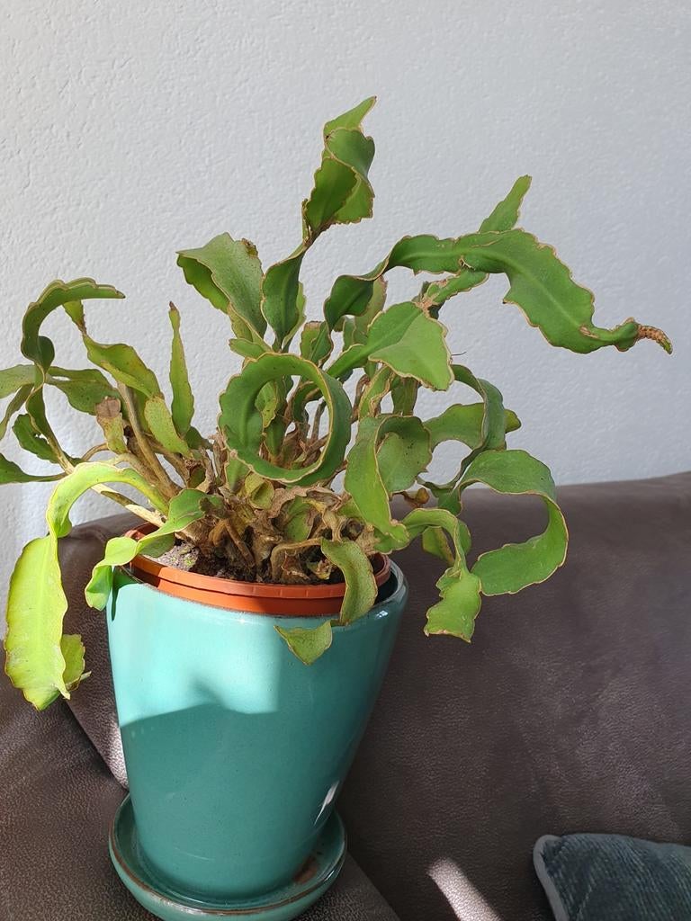 Mooie krulcactus, Ophalen of Verzenden